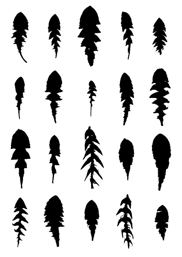 Black silhouettes of leaves on a white background.