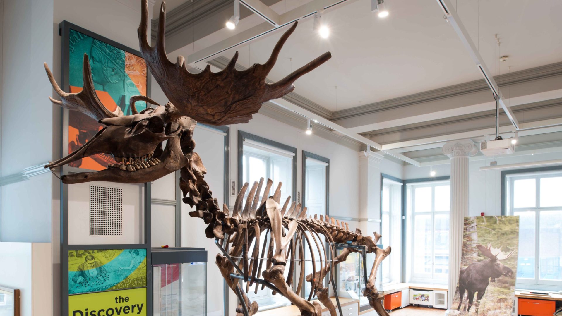 The Ice Age elk skeleton on display in the Discover Preston gallery