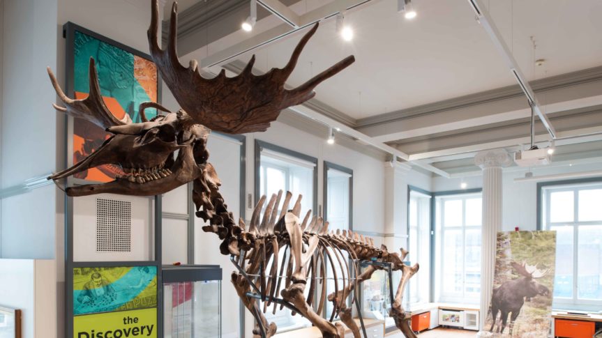 The Ice Age elk skeleton on display in the Discover Preston gallery