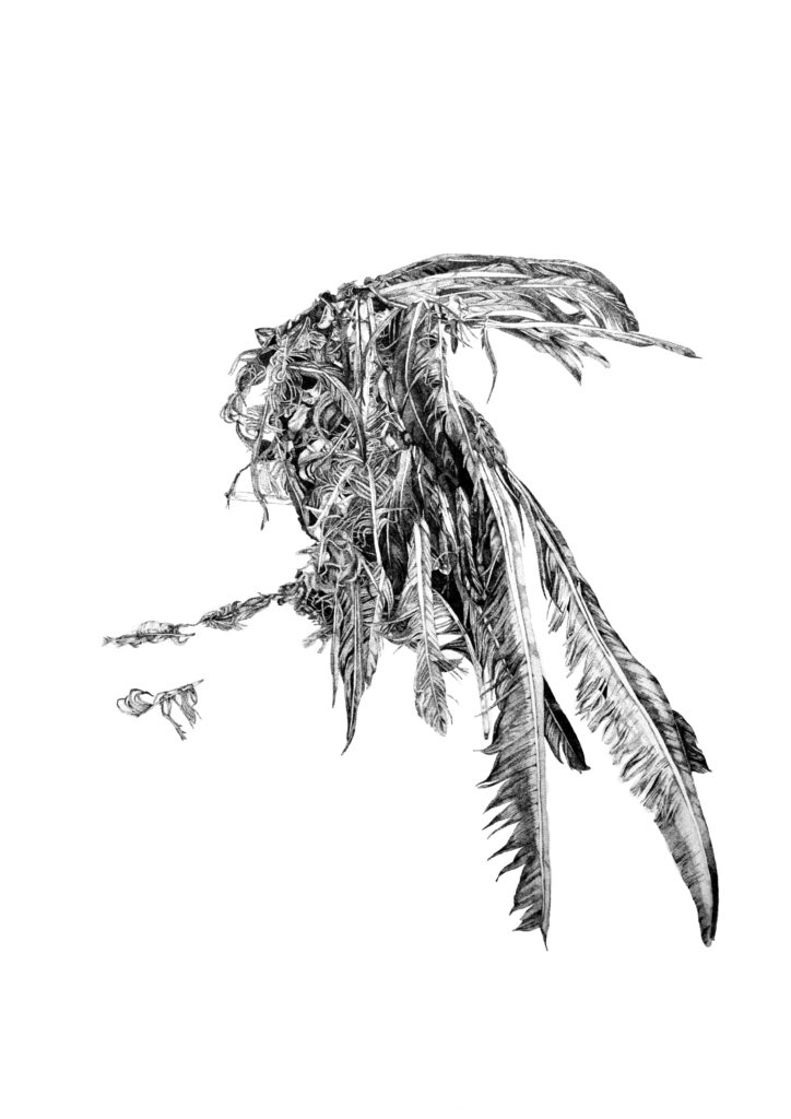 Dead bird sketched in ink