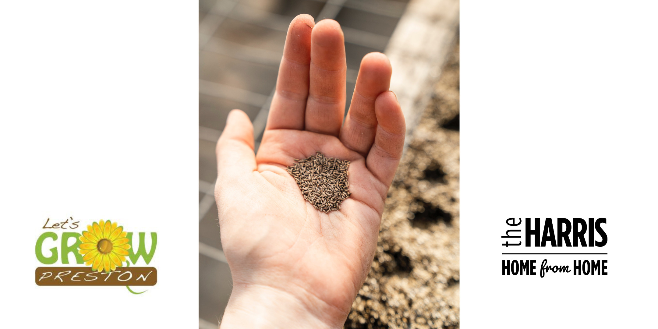 A person holds some seeds in the palm of their hand.