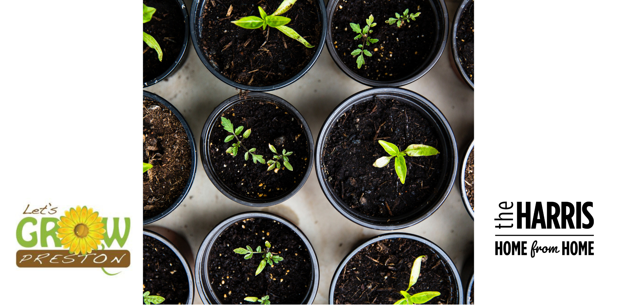 A number of plant pots containing soil and seedlings.