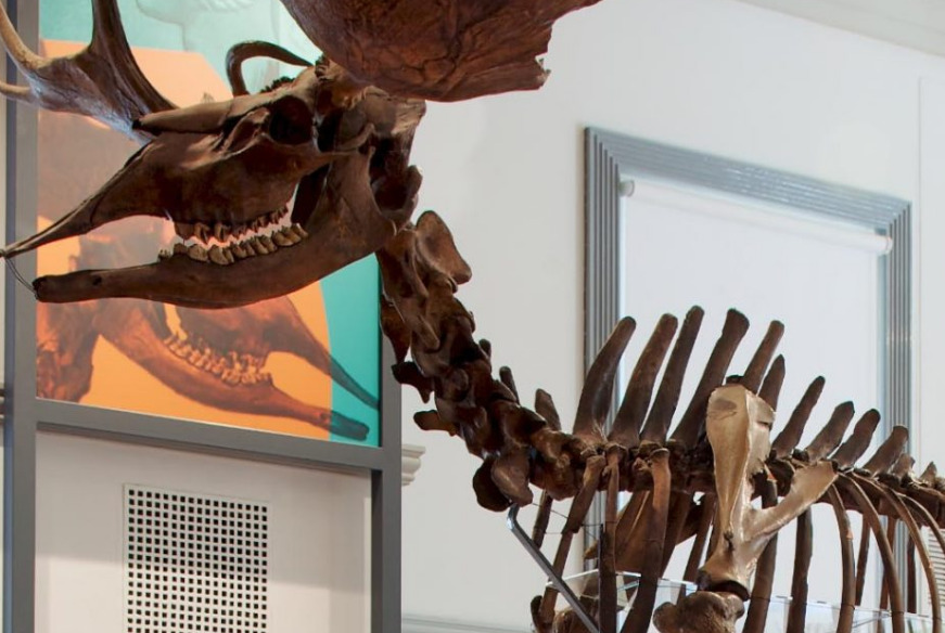 Image of an Elk skeleton