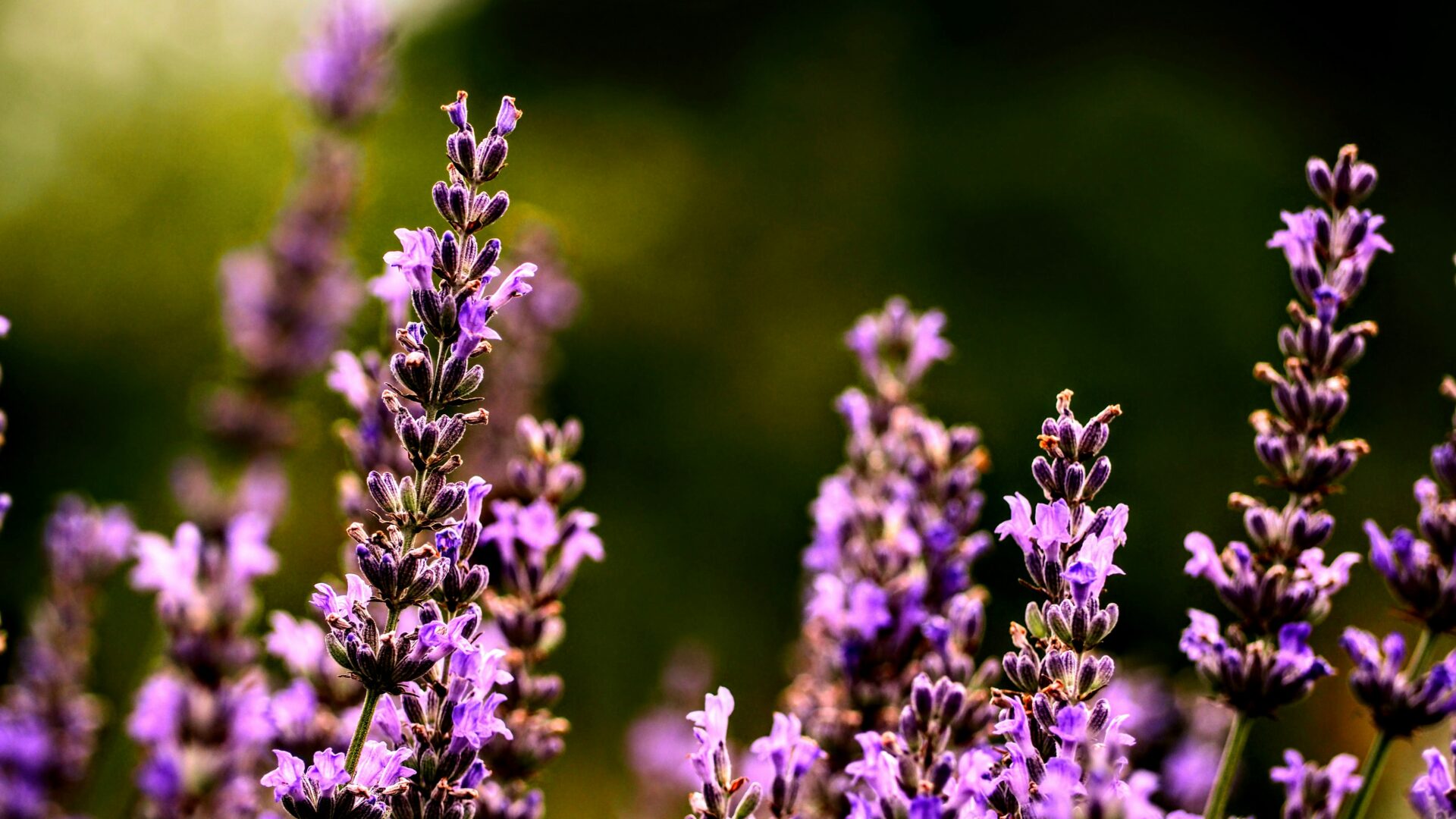 A field of purple lavender flowers.
