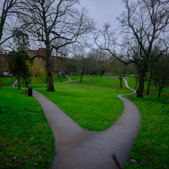 An image of a lush green space