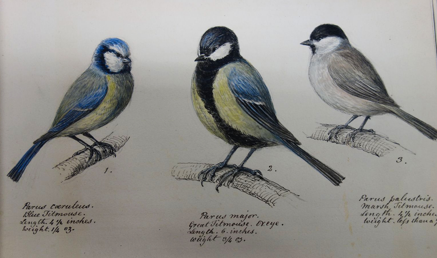 An illustration of three birds from one of John Weld's texts.